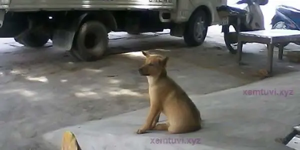 Câu chuyện cảm động về chú chó nhỏ bị chủ nuôi để thịt