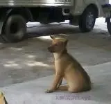 Câu chuyện cảm động về chú chó nhỏ bị chủ nuôi để thịt