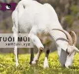 12 con giáp người tuổi Mùi